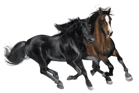 Black & Brown Horse