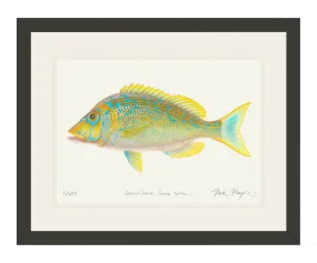 Blue Spangled Emperorfish Print