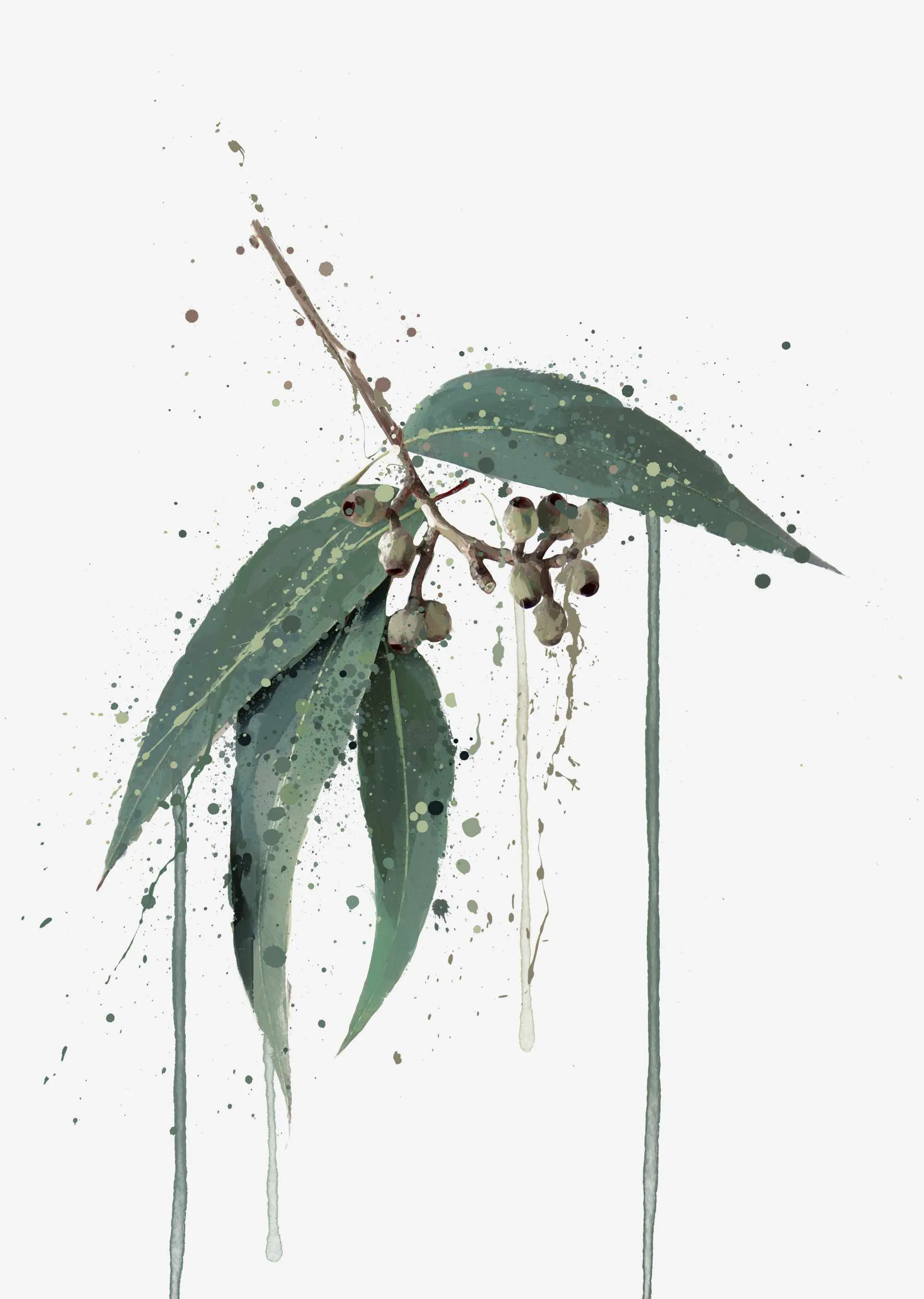 Botanical Wall Art Print ‘Eucalyptus’ - Plant Prints, Botanical Art Prints and Botanical Illustrations