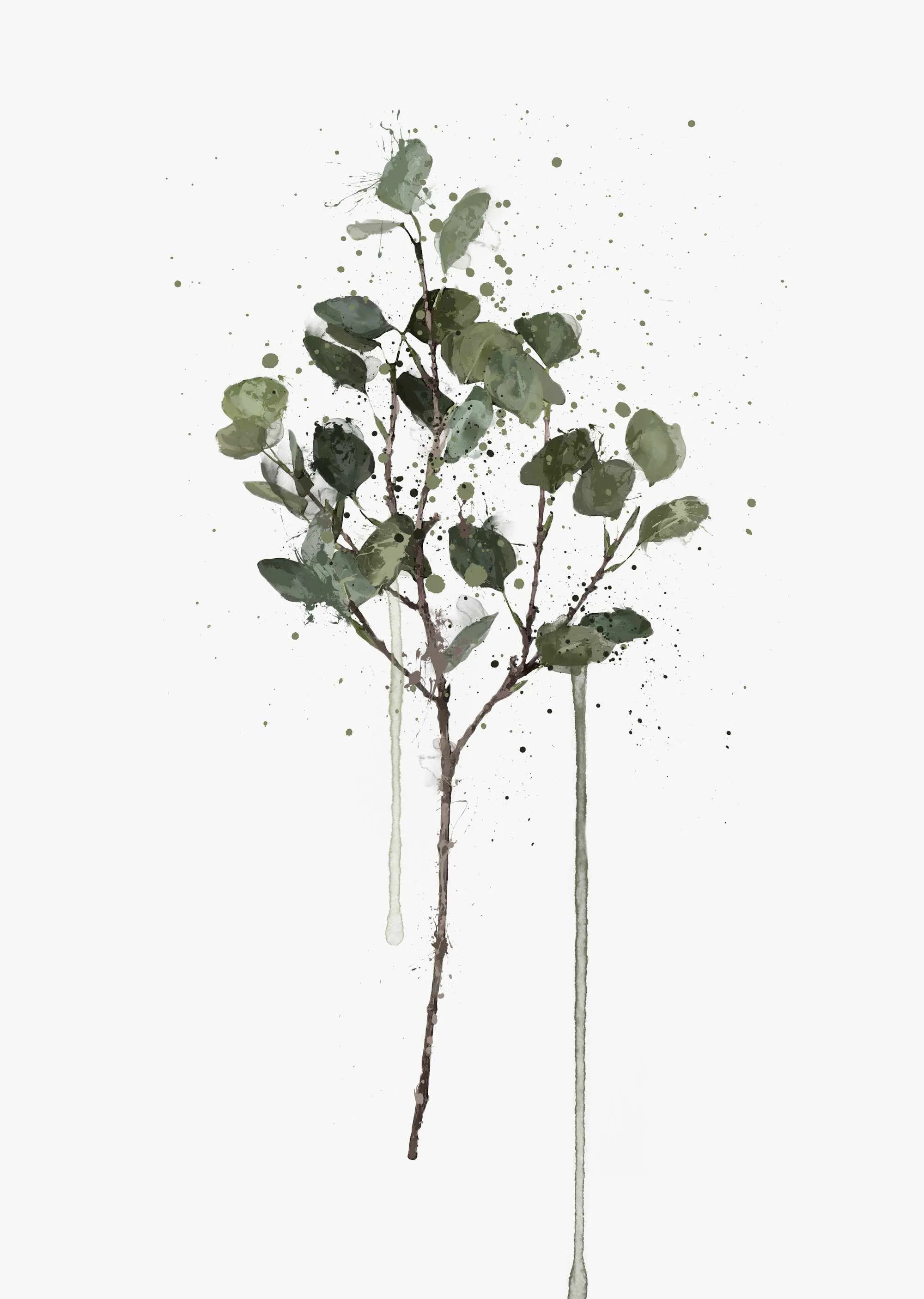 Eucalyptus Wall Art Print - Plant Prints, Botanical Art Prints and Botanical Illustrations