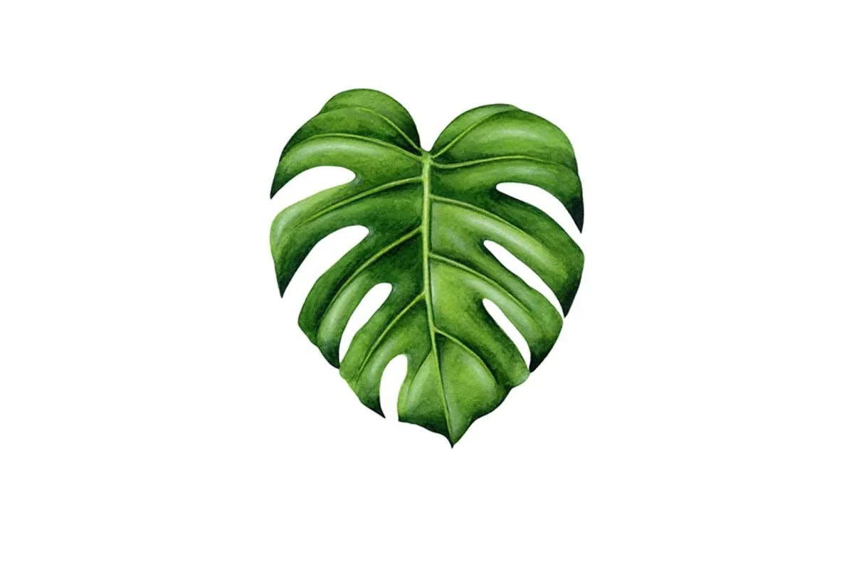 Monstera Leaf | Canvas Wall Art Print